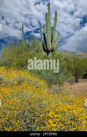 États-Unis, Arizona, parc national Lost Dutchman, Apache Junction, Superstition Mountains, Banque D'Images