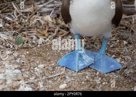 booby à pieds bleus à galapagos, equateur Banque D'Images