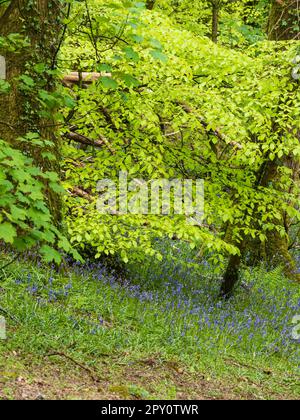 Cloches anglaises, jacinthoides non scripus, sous une voûte de printemps de hêtre, Fagus sylvatica, dans un Plymouth, Devon, Royaume-Uni Banque D'Images