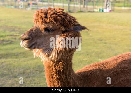 Alpaga brune (lama pacos) sur la ferme. C'est une espèce de mammifère camélidé sud-américain. Banque D'Images