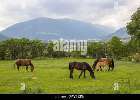 Chevaux dans les Dolomites de Lienz en Autriche. Tyrol de l'est Banque D'Images