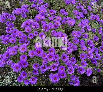 Rauhflagtaster, Aster novae-angliae, Violet Dome. Diese schoene, kugelige Zwerg-Sorte mit ihren purvioleetten Blueten eignet sich vor allem für den Banque D'Images