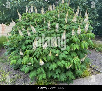 Strauchkastanie, Aesculus parviflora, ist eine sehr schoene strauchig wachsende Kastanie mit 20 bis 40 cm hohen weissen Rispen. Châtaigne arbustive, Aescul Banque D'Images