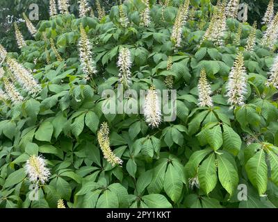 Strauchkastanie, Aesculus parviflora, ist eine sehr schoene strauchig wachsende Kastanie mit 20 bis 40 cm hohen weissen Rispen. Châtaigne arbustive, Aescul Banque D'Images