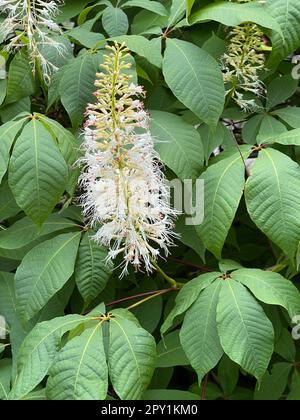 Strauchkastanie, Aesculus parviflora, ist eine sehr schoene strauchig wachsende Kastanie mit 20 bis 40 cm hohen weissen Rispen. Châtaigne arbustive, Aescul Banque D'Images