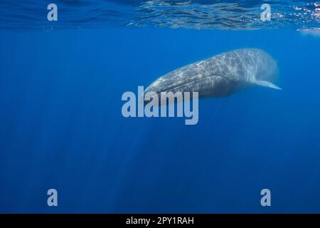 Rorqual commun, rorqual commun, Balaenoptera physalus, Sanctuaire de Pelagos pour les mammifères marins méditerranéens, mer Méditerranée Banque D'Images