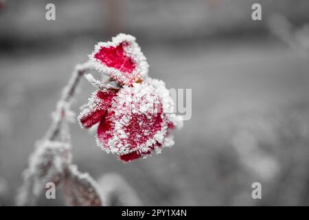 Gros plan de roses rouges recouvertes de neige sur fond flou Banque D'Images