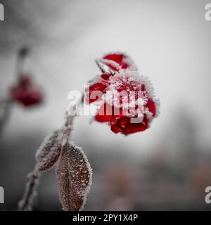 Gros plan de roses rouges recouvertes de neige sur fond flou Banque D'Images