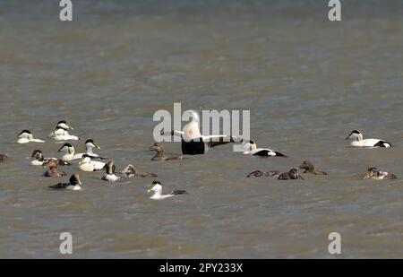 Wangerooge, Allemagne. 11th avril 2023. 14.04.2023, Wangerooge. Les Eiders à duvet (Somateria mollissima) nagent dans la mer du Nord au large de la côte de l'île frisonne orientale de Wangerooge. Crédit: Wolfram Steinberg/dpa crédit: Wolfram Steinberg/dpa/Alay Live News Banque D'Images