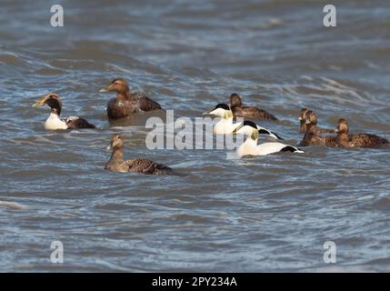 Wangerooge, Allemagne. 11th avril 2023. 14.04.2023, Wangerooge. Les Eiders à duvet (Somateria mollissima) nagent dans les vagues de la mer du Nord au large de la côte de l'île frisonne orientale de Wangerooge. Crédit: Wolfram Steinberg/dpa crédit: Wolfram Steinberg/dpa/Alay Live News Banque D'Images