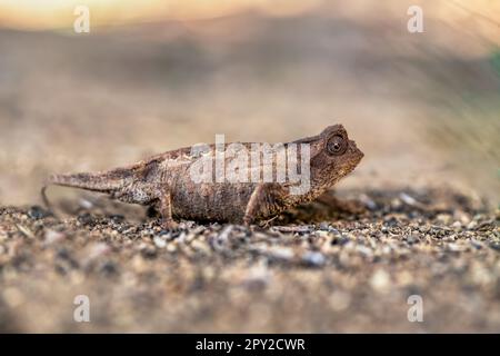 Brookesia brygooi, connu sous le nom de caméléon de Brygoo, le caméléon pygmée de Brygoo, et le caméléon foliaire, espèce endémique de caméléon, lézard de la famille C. Banque D'Images