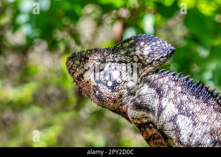 Le caméléon géant malgache ou le caméléon d'Oustalet (Furcifer oustaleti) mâle, grandes espèces de caméléon endémique, Parc national d'Isalo. Madagascar sauvage Banque D'Images