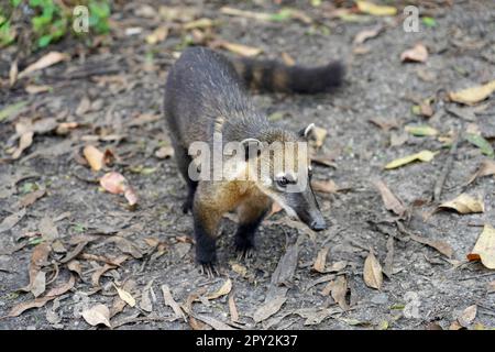 Puppy of quati également connu sous le nom de South American Coati dans le parc écologique brésilien Banque D'Images