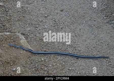 Mexique, Basse-Californie, El Sargento, Ventana Bay, Rosy boa, Lichanura trivirgata Banque D'Images