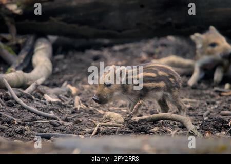 de jolis porcelets de sangliers jouant dans la forêt Banque D'Images