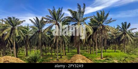 La Palma, Costa Rica - Une plantation d'huile de palme. L'huile de palme est utilisée pour la cuisson et dans une grande variété d'autres produits. Contrairement à de nombreux pays, le Costa Rica Banque D'Images