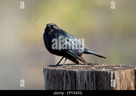 Le blackbird d'un brasseur est perché sur un poteau en bois à Hauser, Idaho. Banque D'Images