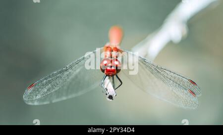 Un gros plan macro d'un dard à voiles rouges ( Sympetrum Fonscolombii ), une libellule rouge regardant directement dans l'appareil photo et perçant sur une branche Banque D'Images