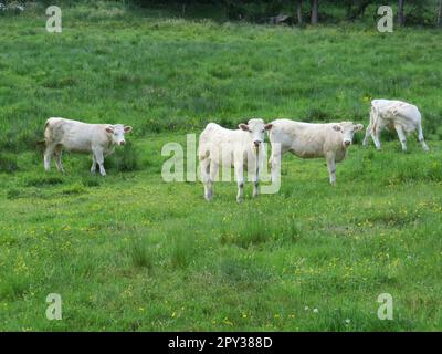 de beaux veaux paissant dans la prairie tranquillement heureux animaux de ferme Banque D'Images