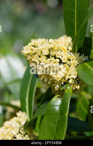 Gros plan de skimmia japonica Kew fleurs vertes en fleur Banque D'Images