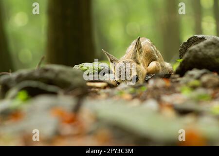 Fauve de cerf de Virginie (Capreolus capreolus) essayant d'agir invisible sur le sol humide de la forêt par temps pluvieux Banque D'Images