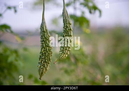 Bitter Gourd ou Corolla légumes sains crus suspendus sur le jardin avec le fond flou Banque D'Images