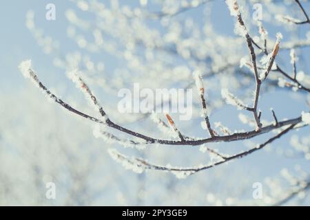 Gros plan des branches d'arbre dépolies photo concept. Saison d'hiver. Neige matin de décembre. Photographie en vue avant avec arrière-plan flou. Pict. Haute qualité Banque D'Images