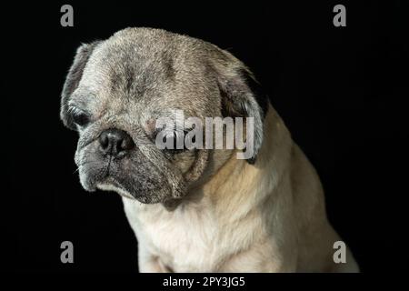 Les petits sont l'animal de compagnie le plus adorable que vous pouvez posséder. Super adorable avec le triste look! Banque D'Images
