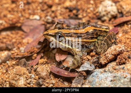 La grenouille à herbe Mascarene (Ptychadena mascareniensis), ou la grenouille striée Mascarene, espèce endémique de grenouille de la famille des Ptychadenidae. Ambalavao, Andringitr Banque D'Images