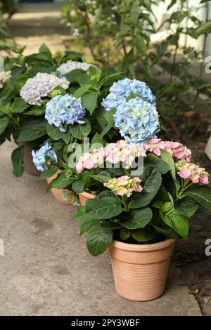 Belles plantes hortensia en fleurs dans des pots à l'extérieur Banque D'Images