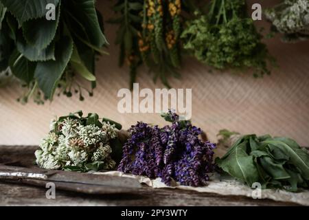 Des lapins de différentes belles fleurs séchées sur une table en bois près du mur beige Banque D'Images