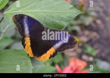 Beau papillon géant à bordure jaune sur plante à l'extérieur, gros plan. Espace pour le texte Banque D'Images