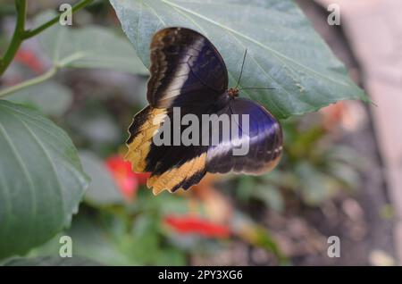 Beau papillon géant à bordure jaune sur plante à l'extérieur, gros plan Banque D'Images