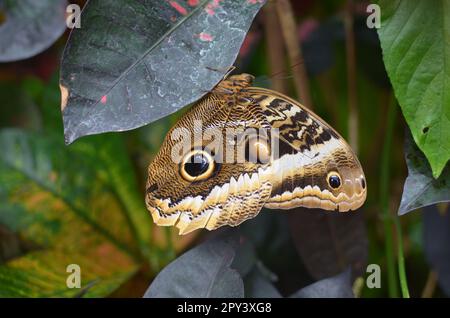 Beau papillon géant à bordure jaune sur plante à l'extérieur, gros plan Banque D'Images