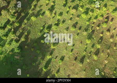 Petits nouveaux arbres sur ferme vert champ aérien vue de dessus de drone Banque D'Images