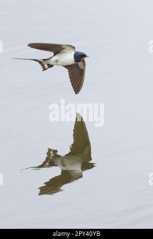 Barn Ugge (Hirundo rustica), surpassant le Loch d'or, Fife, Écosse, Royaume-Uni. Banque D'Images