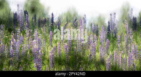 Une prairie de style fairytail de lupin violet ou bleu bleuet, couleurs pastel douces Banque D'Images