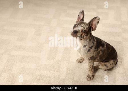 Adorable Bulldog français à l'étage de la maison, au-dessus de la vue. Espace pour le texte Banque D'Images