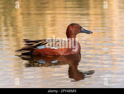 Canard sarcelle à la cannelle flottant paisiblement dans un lac doré à proximité. Banque D'Images