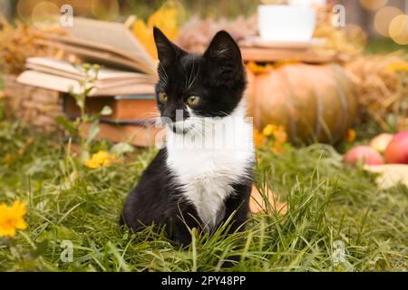 Adorable chaton noir et blanc assis sur l'herbe verte à l'extérieur. Saison d'automne Banque D'Images