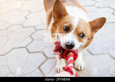 Drôle de gallois Pembroke Corgi jouant le remorqueur de la guerre avec le propriétaire. Chien mignon jouant avec le jouet. Jouer avec un chien Banque D'Images