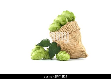 Des cônes de houblon avec des feuilles qui débordent d'un sac hessien, de la bière brassicole et des ingrédients pharmaceutiques isolés sur fond blanc Banque D'Images