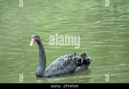 le cygne noir a des plumes noires bordées de blanc, un bec rouge avec une bande blanche et des yeux rouges Banque D'Images