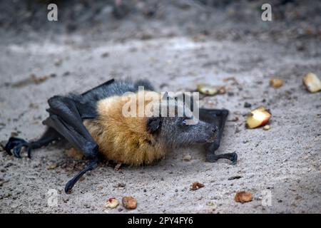 la chauve-souris aux fruits a une fourrure dorée sur la tête, le cou, les épaules et parfois le dos. Leurs ailes sont noires et non furrées. Renards volants ou Banque D'Images