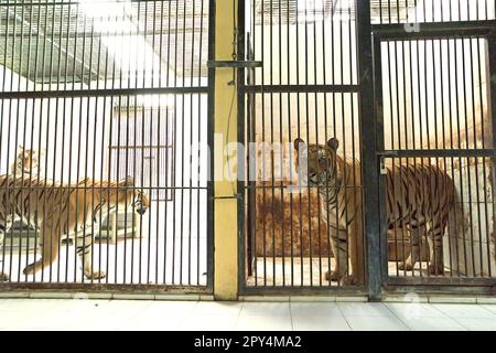 Les tigres de Sumatran (à gauche) et un tigre du Bengale (à droite) dans les installations vétérinaires gérées par le zoo de Bali à Singapadu, Sukawati, Gianyar, Bali, Indonésie. Banque D'Images