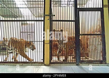 Les tigres de Sumatran (à gauche) et un tigre du Bengale (à droite) dans les installations vétérinaires gérées par le zoo de Bali à Singapadu, Sukawati, Gianyar, Bali, Indonésie. Banque D'Images