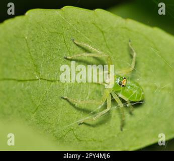 Araignée verte de magnolia femelle (Lyssomanes viridis) de la famille des Salticidae sur une feuille d'un nid de toile. Originaire du sud des États-Unis. Banque D'Images