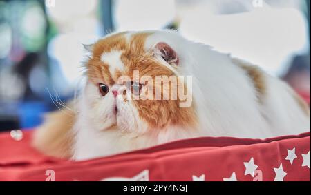 Chat persan bicolore est assis sur sa maison Banque D'Images