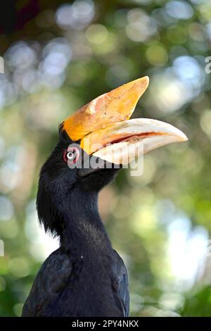 Une femelle adulte de Rhinoceros hornbill (Buceros rhinocéros) est photographiée au zoo de Bali à Singapadu, Sukawati, Gianyar, Bali, Indonésie. Banque D'Images