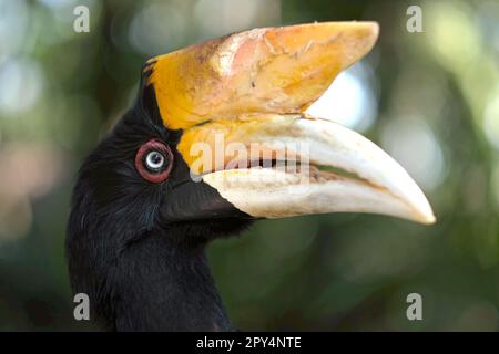 Une femelle adulte de Rhinoceros hornbill (Buceros rhinocéros) est photographiée au zoo de Bali à Singapadu, Sukawati, Gianyar, Bali, Indonésie. Banque D'Images